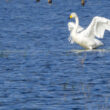 Cygne chanteur en Loire-Atlantique